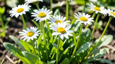Jak pěstovat a pečovat o sedmikrásky - ilustrační foto