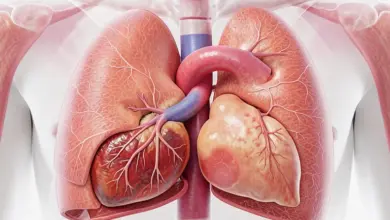 co je mediastinum a jeho funkce - Co je mediastinum - ilustrační foto