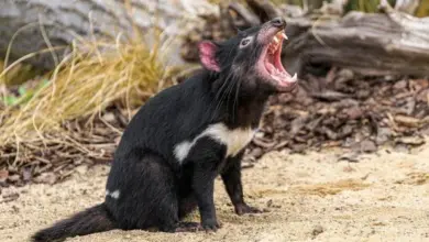 Tasmanijský ďábel sedící na písku s otevřenou tlamou.