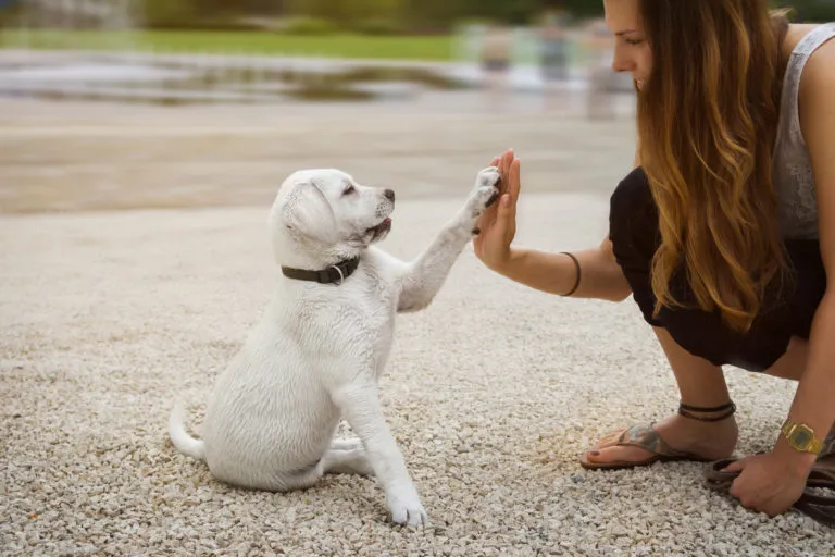 Žena dává štěněti labradora pětiku při výcviku.