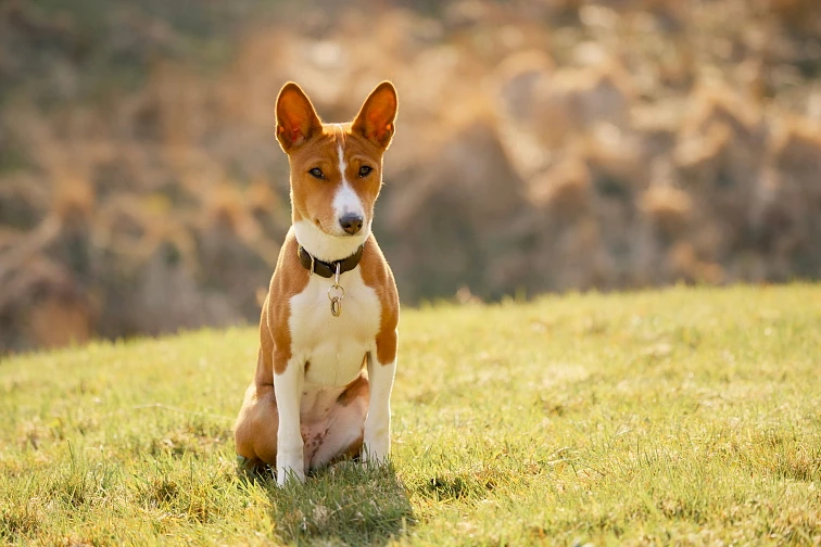 Basenji pes sedí na trávníku venku.