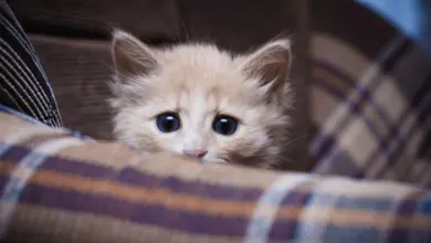 Malá koťata s velkýma očima se dívá přes látku.