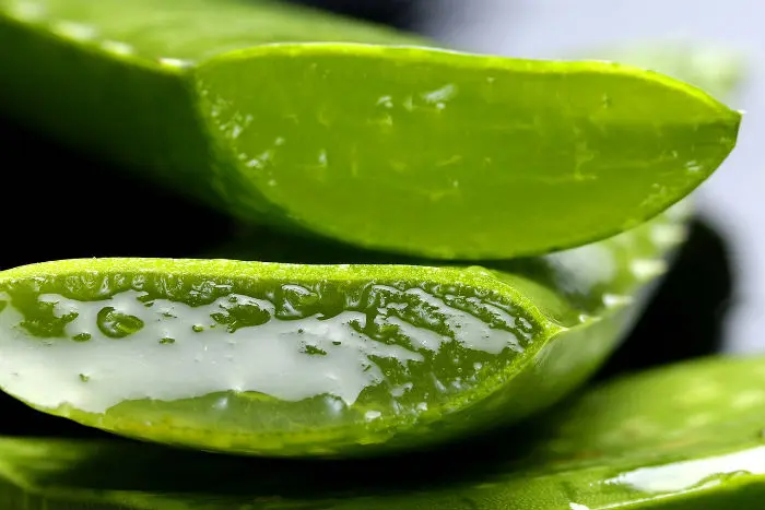 Čerstvé plátky aloe vera s viditelným průsvitným gelem.