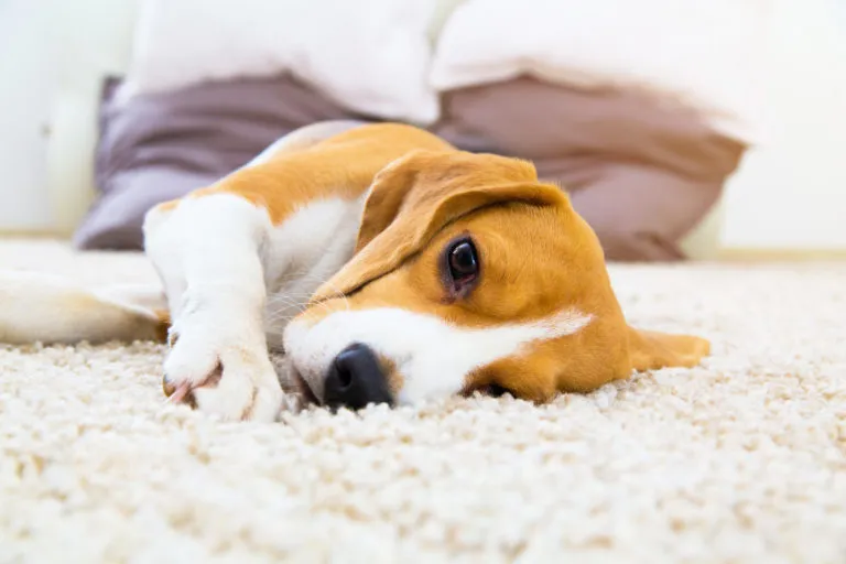 Beagle leží na koberci v interiéru.