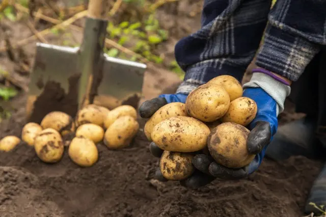 Ruce drží čerstvě vykopané brambory z hlíny vedle lopaty.