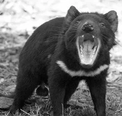 Černobílá fotografie tasmanijského ďábela s otevřenou tlamou.