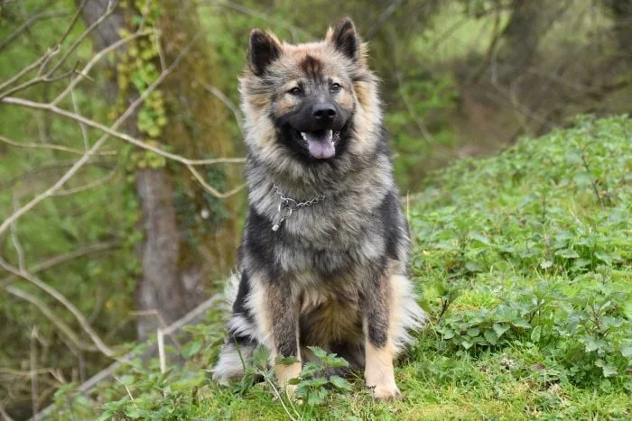 Přesný portrét eurasiera sedícího na trávě v přírodě.