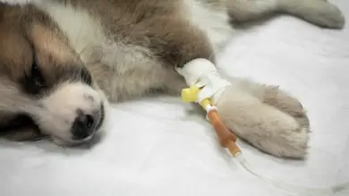 Malý pes s infuzí na přední tlapce v veterinární péči.