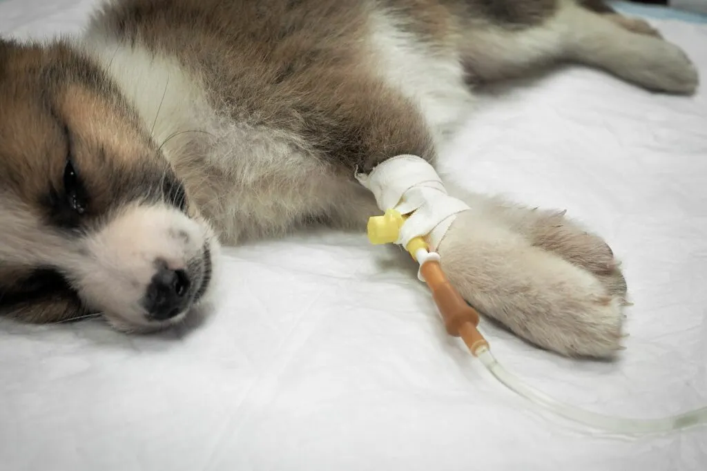 Malý pes s infuzí na přední tlapce v veterinární péči.