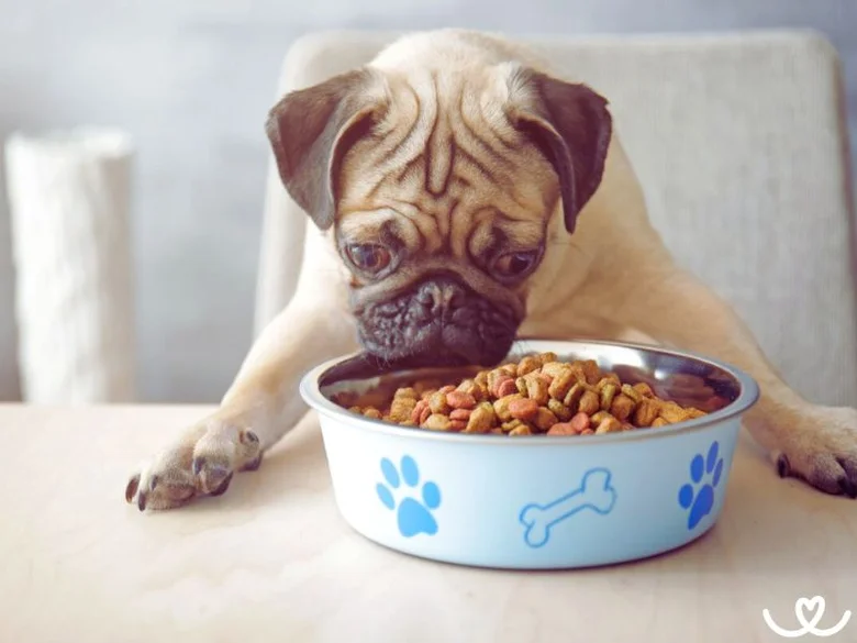 Pug pes jí suché krmivo z misky.