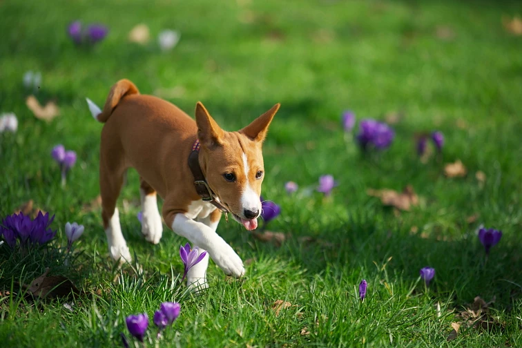 Hnědo-bílý basenji běží po trávníku s fialovými květy.
