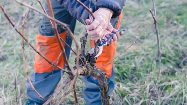 Průřez větví vinné révy zahradnickými nůžkami na podzim.