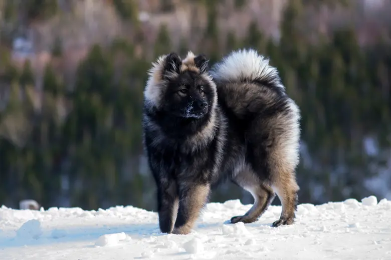 Keeshond pes stojí na sněhu před lesním pozadím.