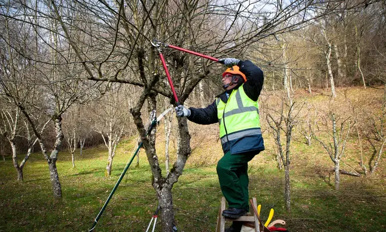 Muž řezí ovocný strom v sadu s bezpečnostním vybavením.