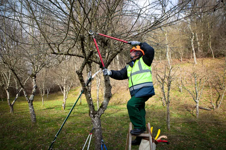 Muž řezí ovocný strom v sadu s bezpečnostním vybavením.