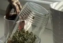 Zelené klíčky fazolí v sklenici na okenním parapetu.