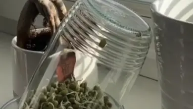 Zelené klíčky fazolí v sklenici na okenním parapetu.