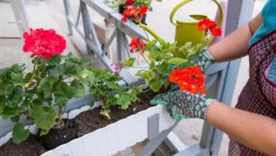 Osoba zalévá převislé muškáty v květináčové skříni na balkóně.