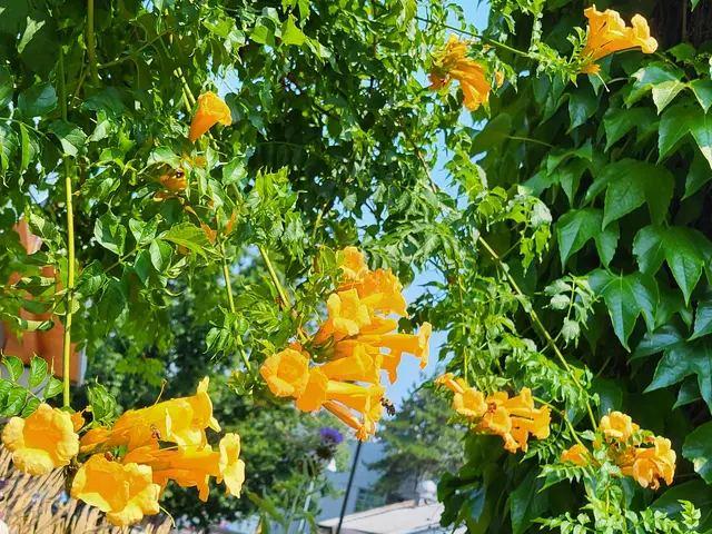 Jasné oranžové květy trubače rostou mezi zelenými listy.
