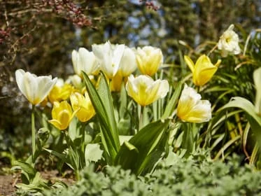 Žluté a bílé tulipány kvetoucí v jarní zahradě.