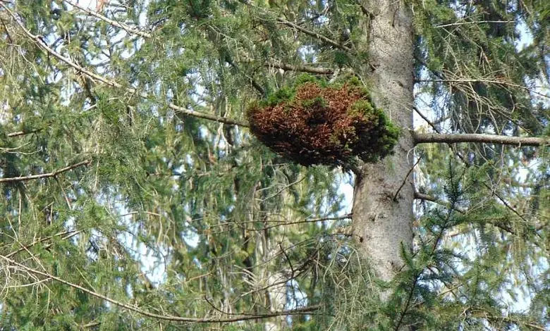 Čarověník rostoucí na větvích stromu v lese.