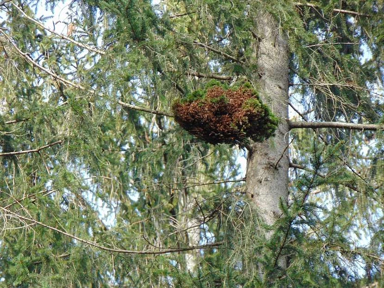 Čarověník rostoucí na větvích stromu v lese.