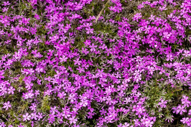 Fialové kvetoucí rostliny jako půdopokryvná zelenina v zahradě.