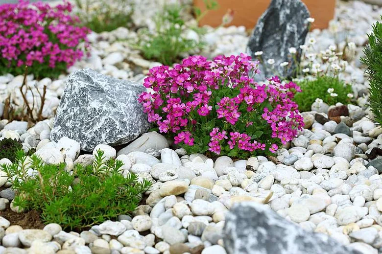 Rock garden with pink flowers