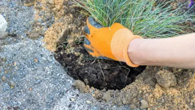 Ruce s rukavicemi zasazují trávku do skalky na svahu.