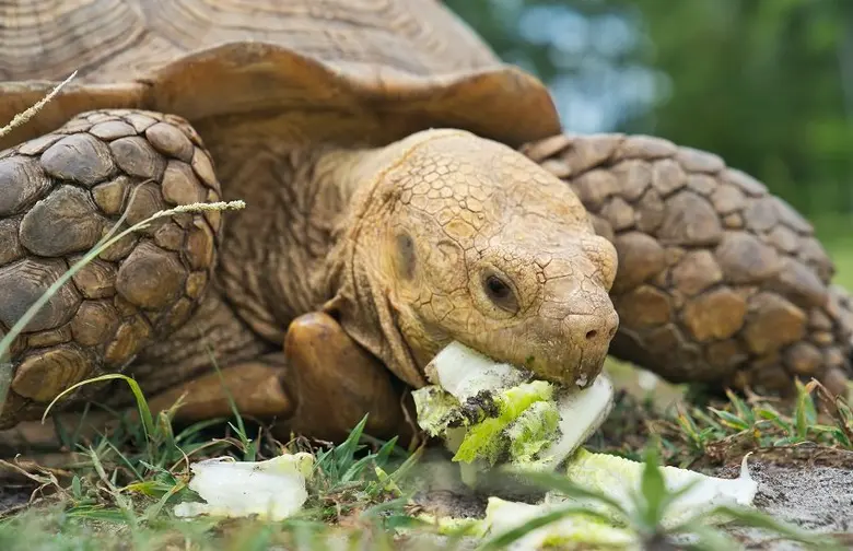 Velká želva uhlířská se žere listovou zeleninu na trávě.