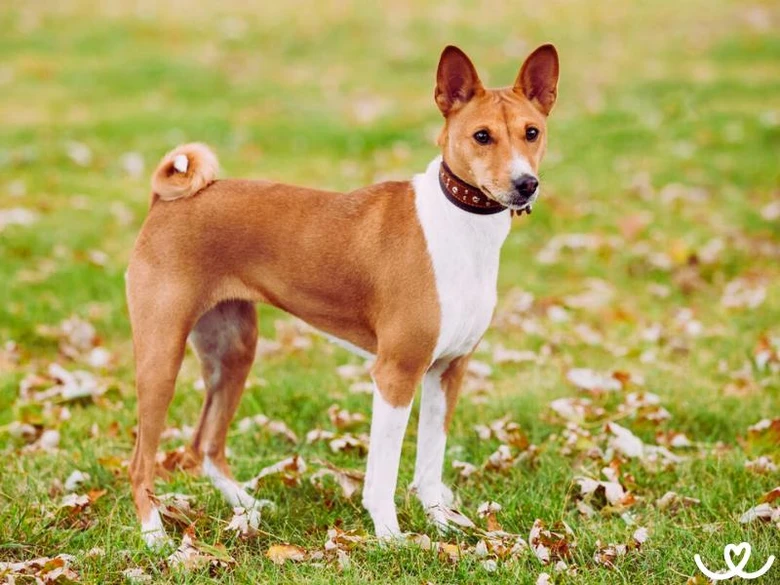 Basenji pes stojí na trávníku mezi podzimními listy.