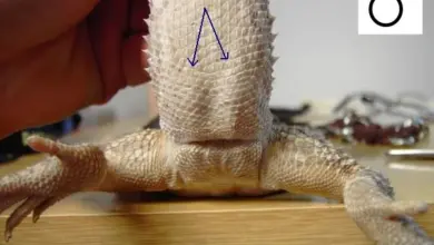 Mužský agama modrý s výraznou hřívou na zádech.