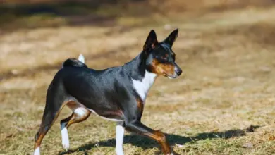 Basenji pes stojí na suché trávě v profilu.