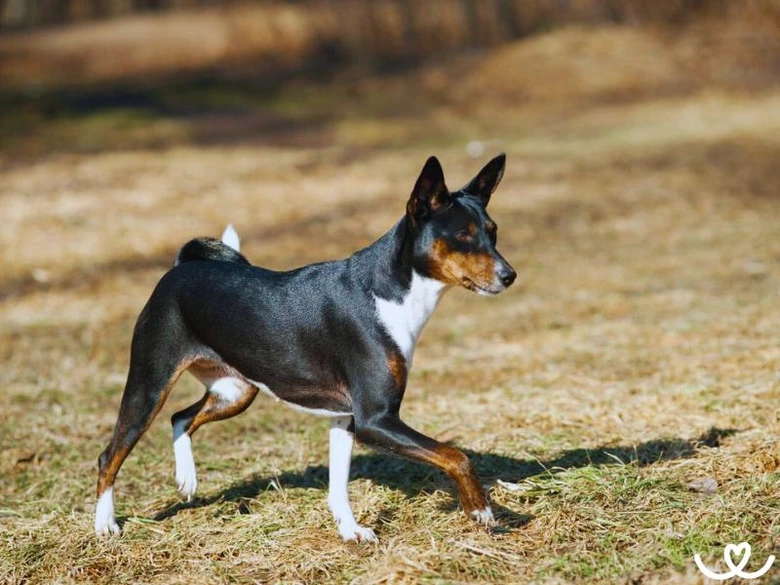 Basenji pes stojí na suché trávě v profilu.