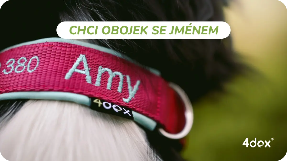 Růžový obojek se jménem na krku štěněte.