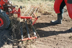 Červený stroj sbírá brambory z půdy s viditelnými kořeny.